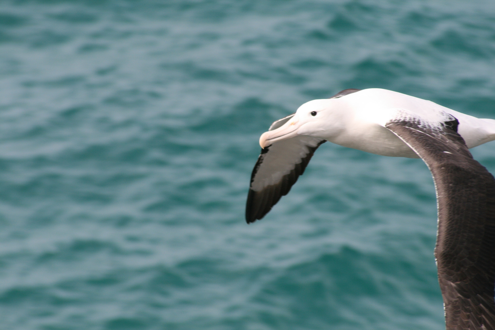 0884_Dunedin Elms Wildlife Tour