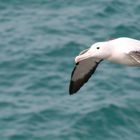 0884_Dunedin Elms Wildlife Tour