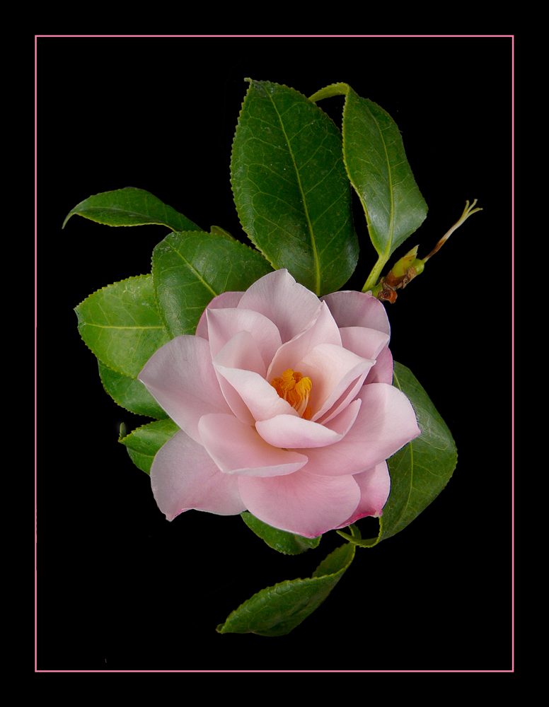 089 CAMELIA ROSA