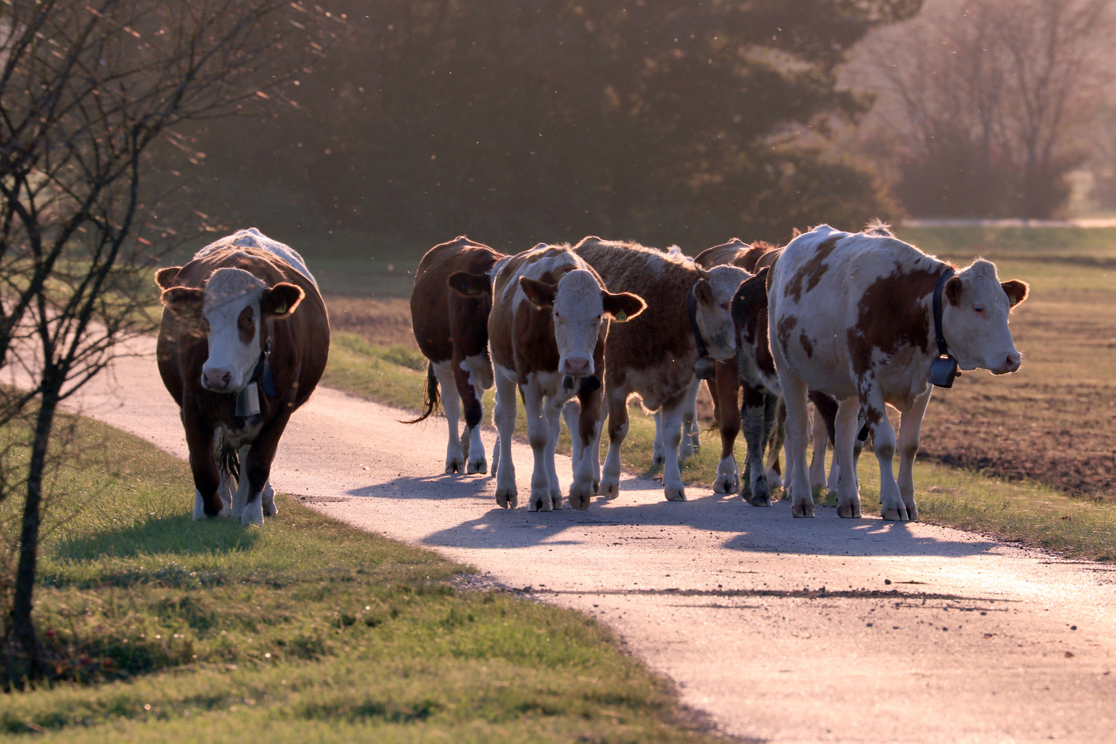 08a-Begegnung auf Radweg