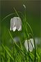 Schachblume   -   Fritillaria meleagris von Frank-Uwe Andre