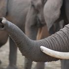 [08africa] / Elefant