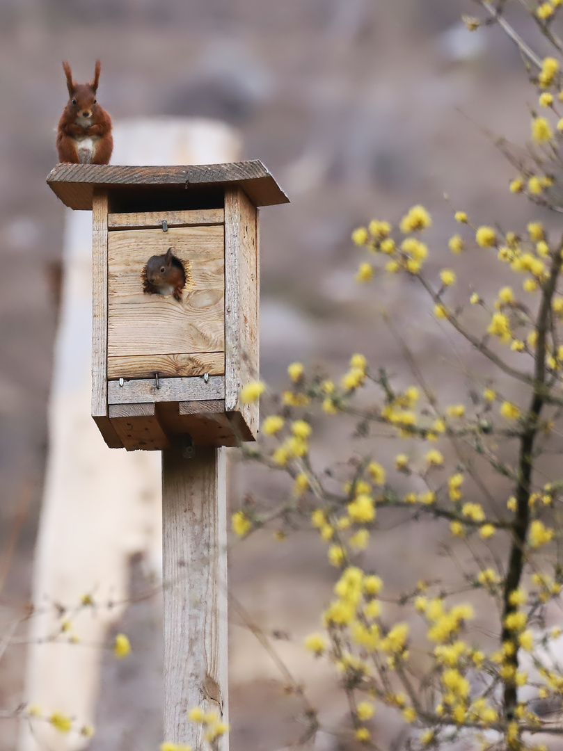 09 Eichhörnchen am und im Vogelkasten (2022_03_27_0103_ji