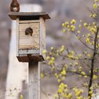 09 Eichhörnchen am und im Vogelkasten (2022_03_27_0103_ji