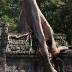 09 en el templo Preah Khan 