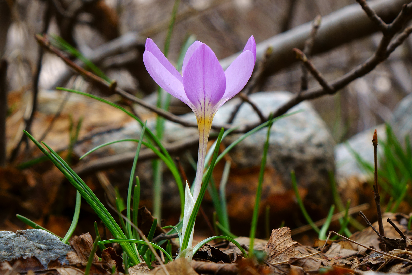 09. Mai Vorfrühling am Aufstieg zum Lac du Melu