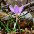 09. Mai Vorfrühling am Aufstieg zum Lac du Melu