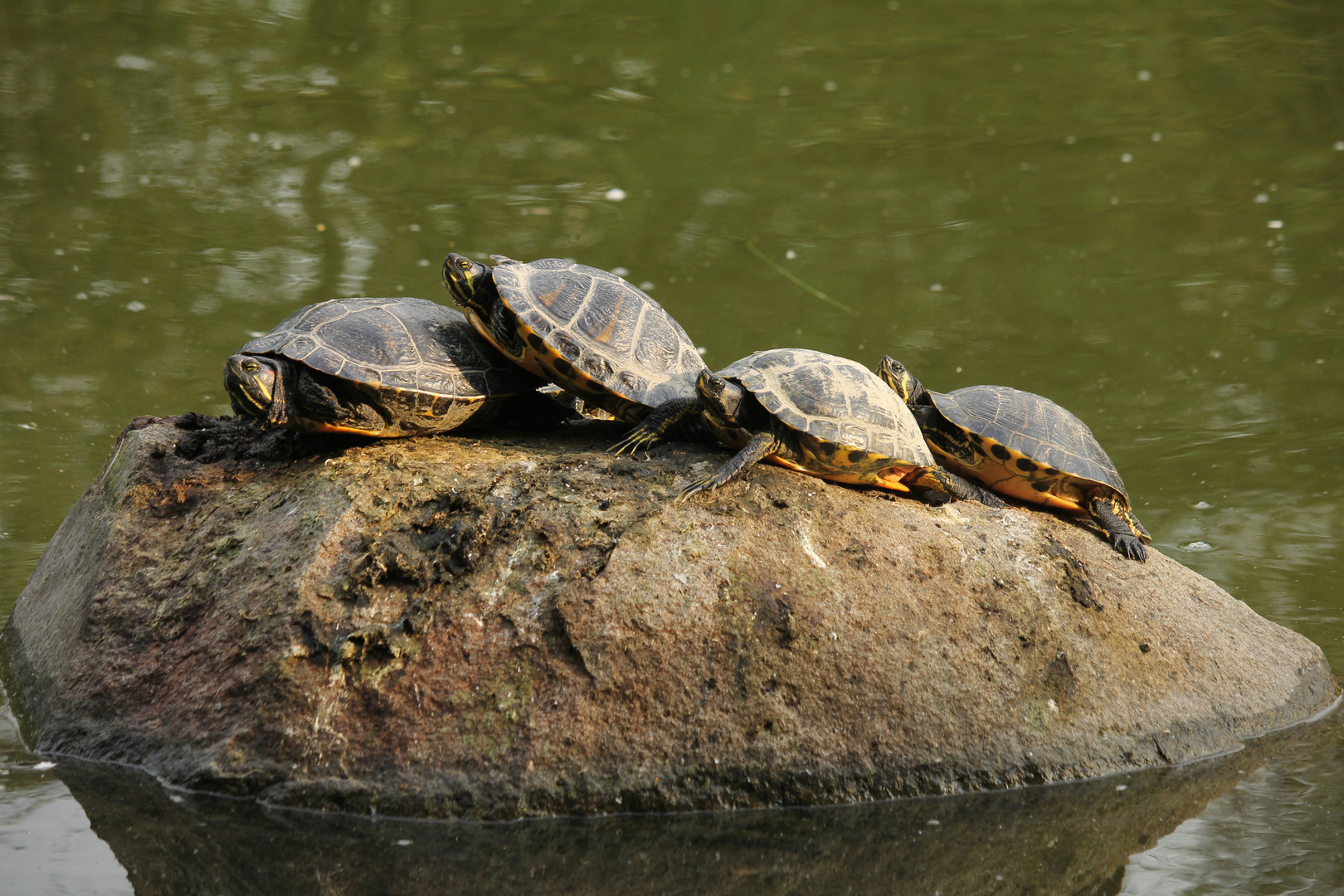 09 Schildkröten Foto & Bild | natur, westpark münchen Bilder auf