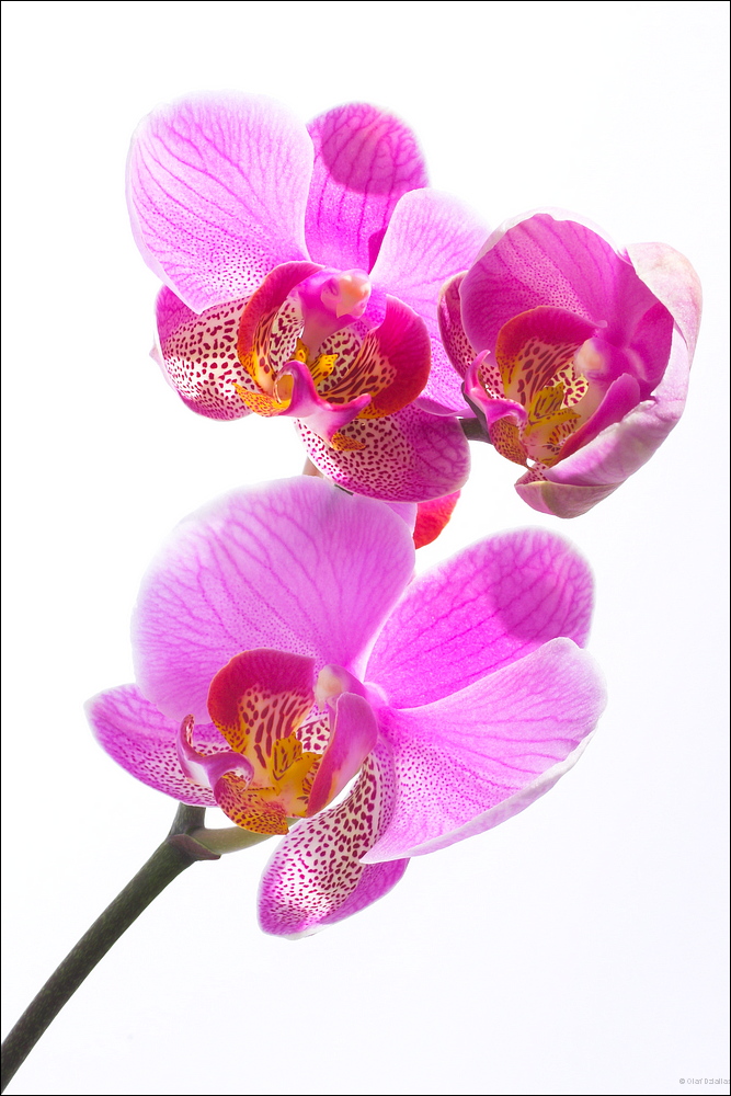 0902 - Orchidee