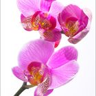 0902 - Orchidee