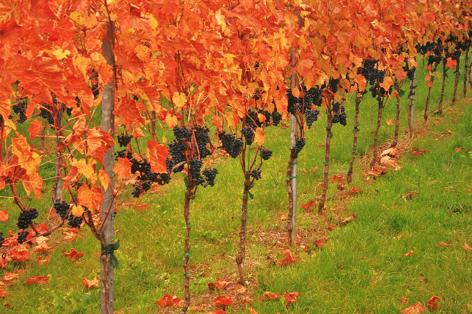 09024 Herbst im Weinberg