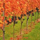 09024 Herbst im Weinberg