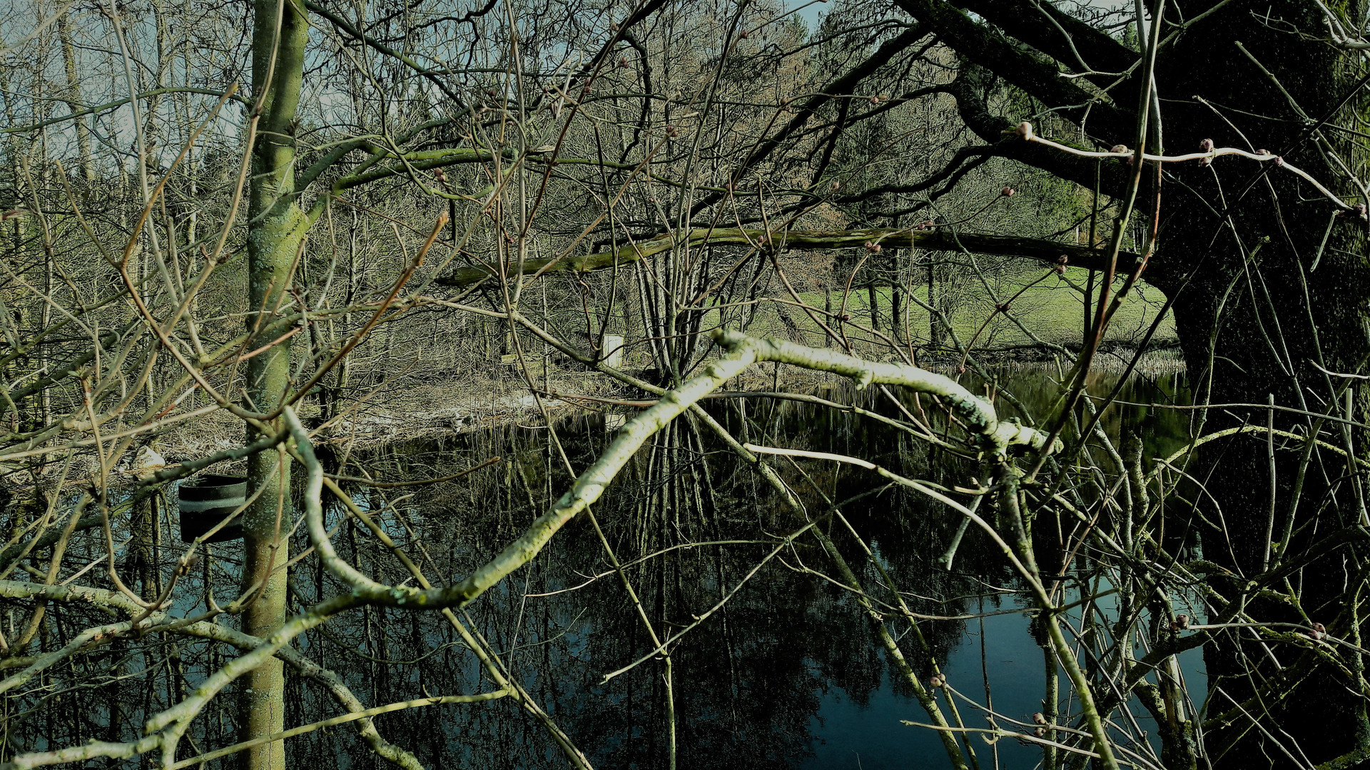 09.03.2020 Geäst am Lernschwimmteich