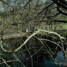 09.03.2020 Geäst am Lernschwimmteich