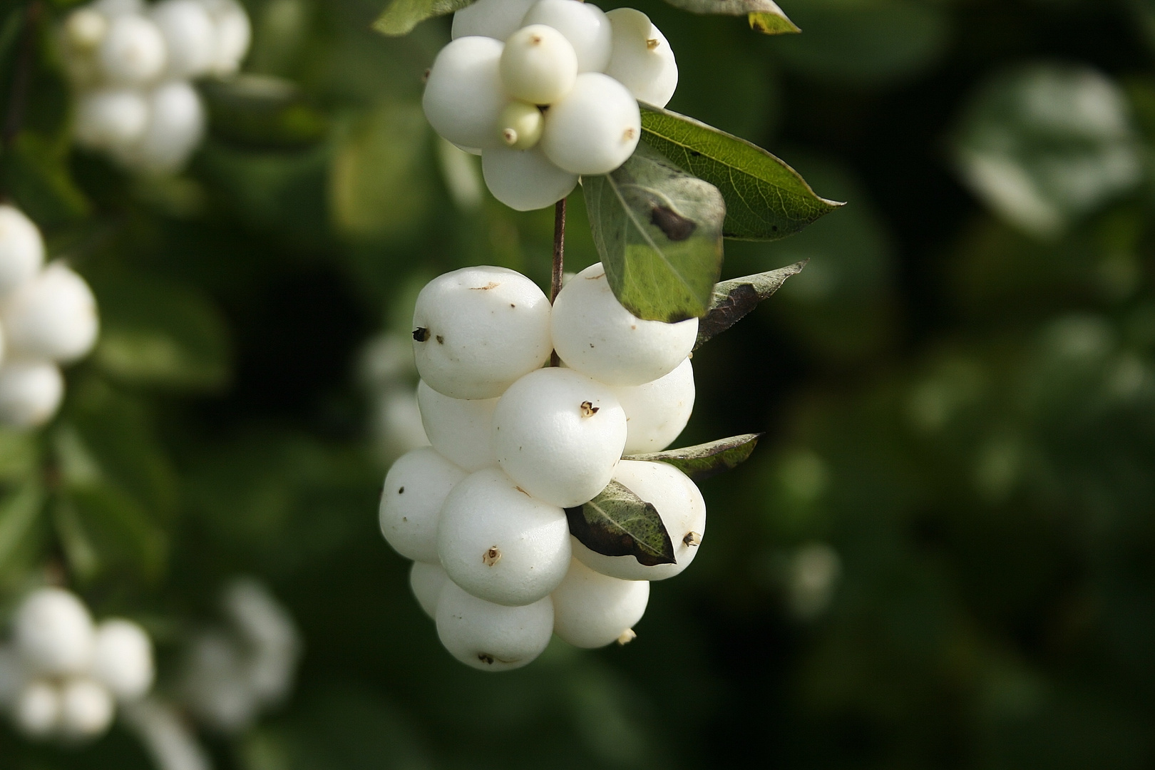 09067 "Gewöhnliche Schneebeere"