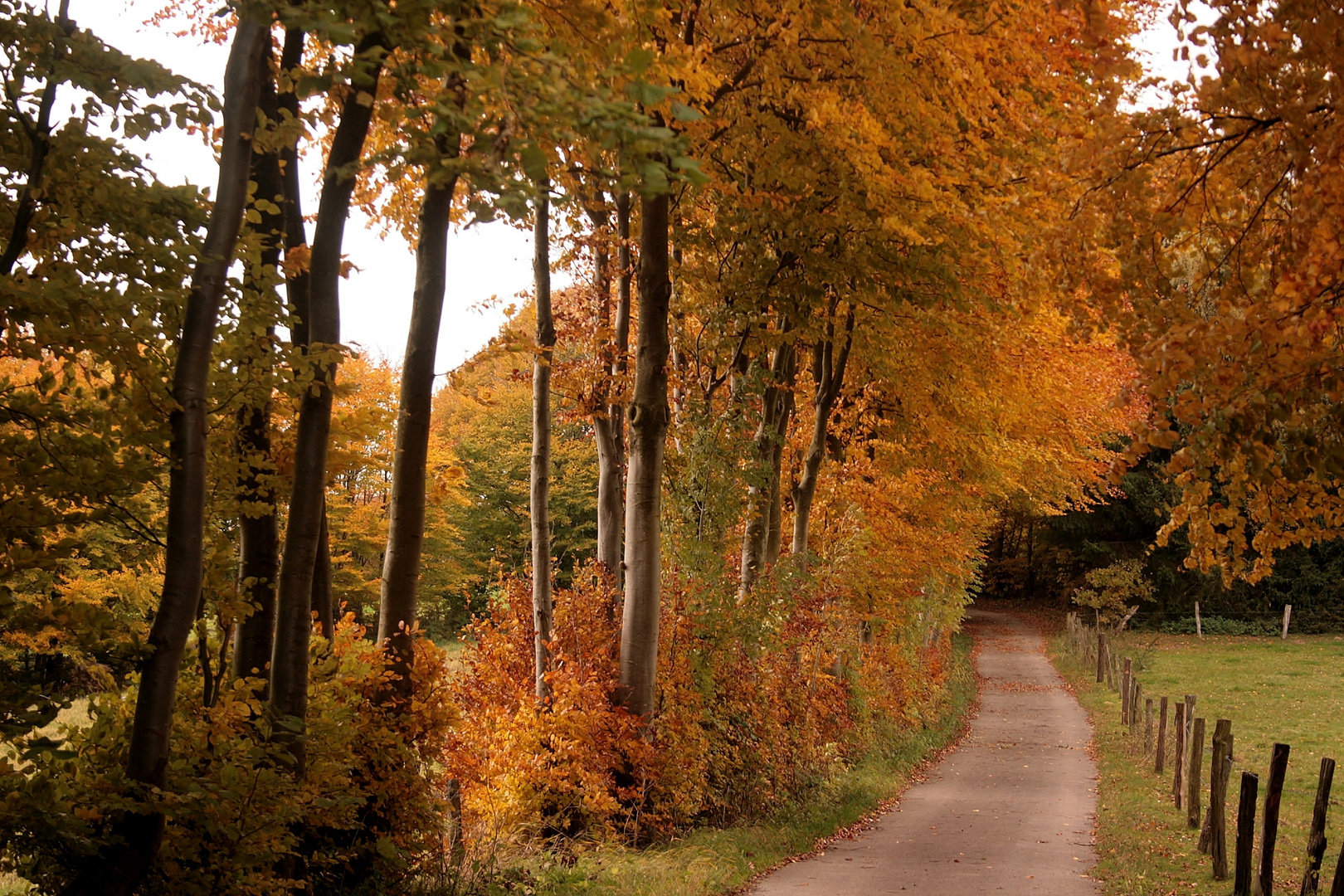 09074 autumn impressions (Monschauer Heckenland)