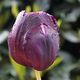 tulipe prise sous la pluit