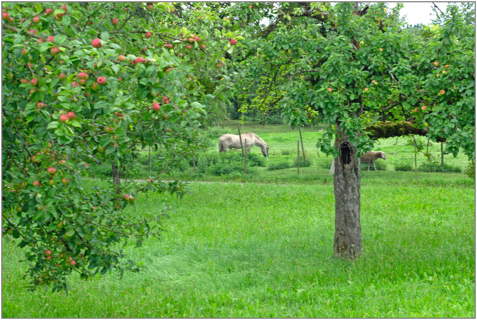 09.08.23 ## Lebensraum Streuobstwiese im August ##