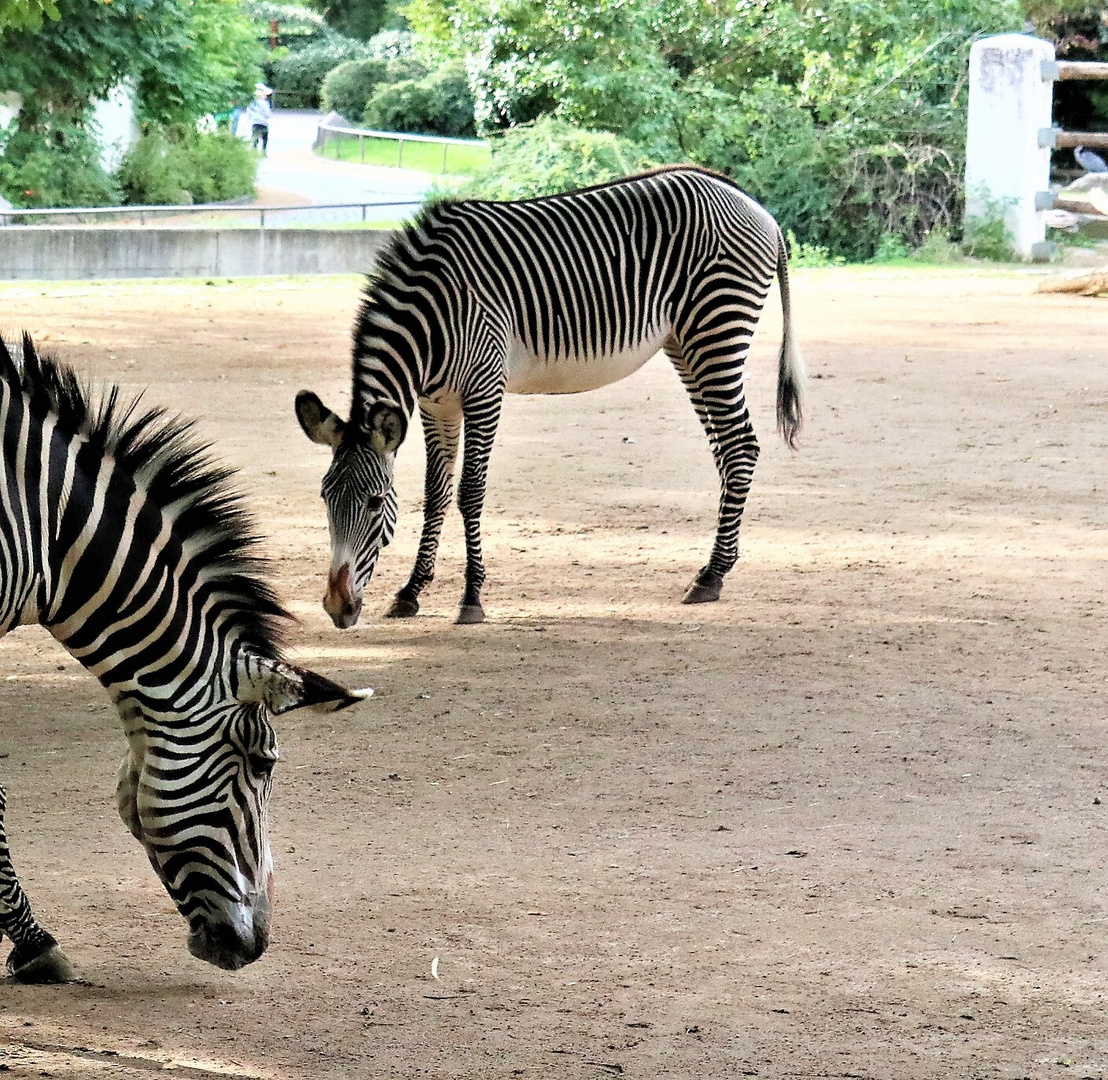 09.09.22 Zoo Berlin (8)