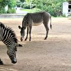 09.09.22 Zoo Berlin (8)