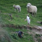 0918_Dunedin Elms Wildlife Tour