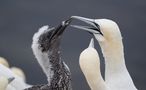 Basstölpel auf Helgoland von Hans Jessen 