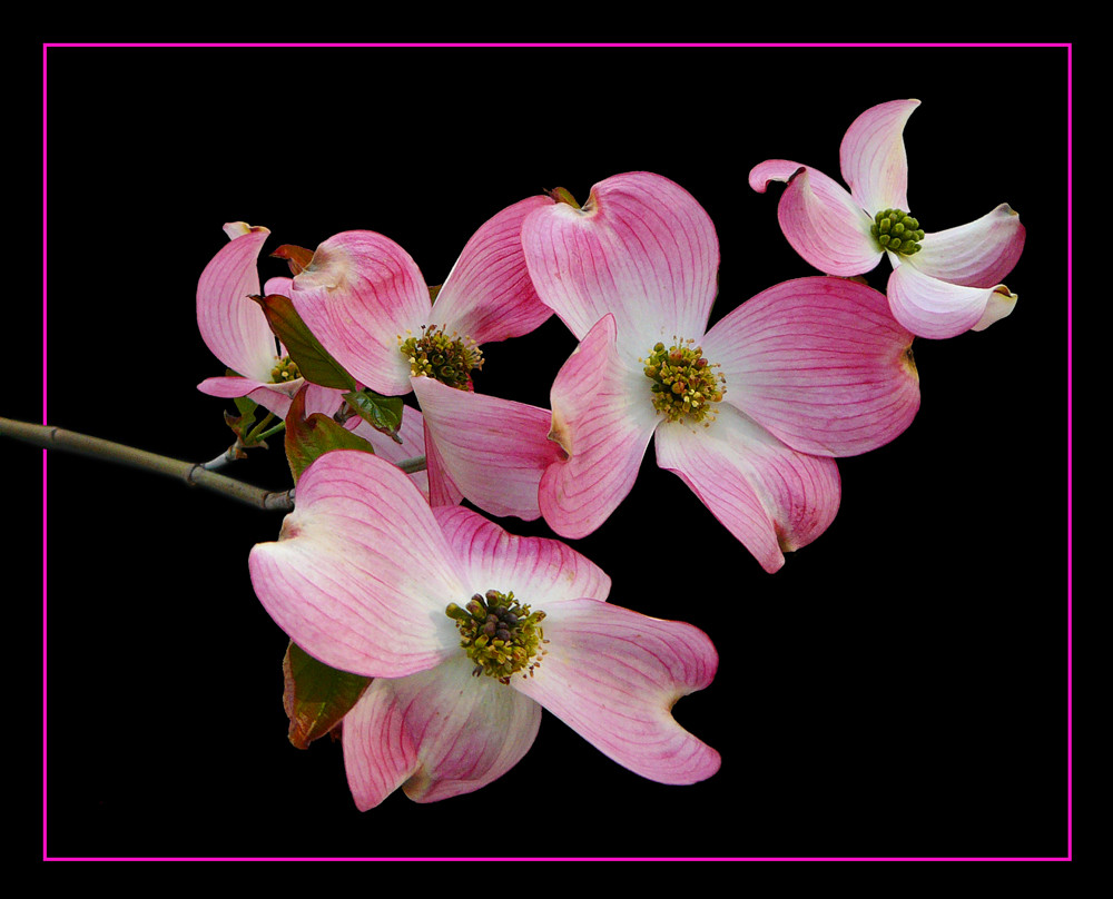 093 CORNUS FLORIDA