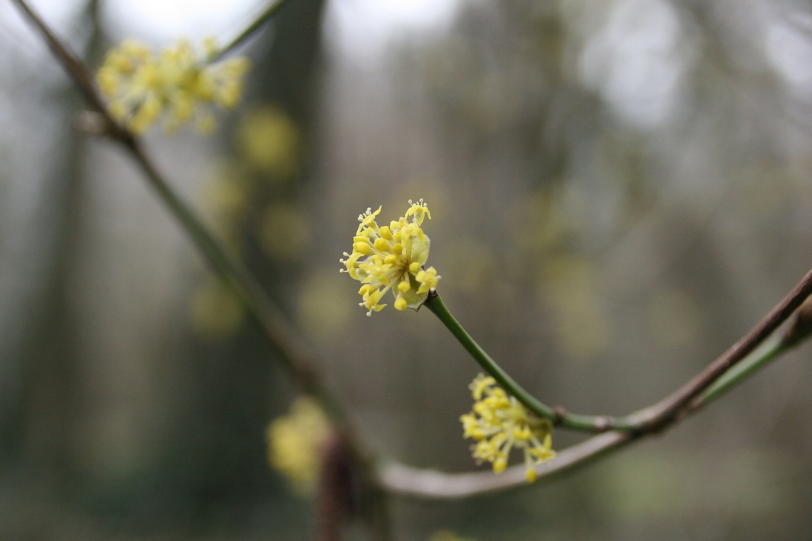 09353 Blüte der Kornelkirsche