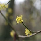 09353 Blüte der Kornelkirsche