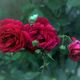 Die rote Rose
