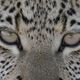 Im Auge des Leoparden