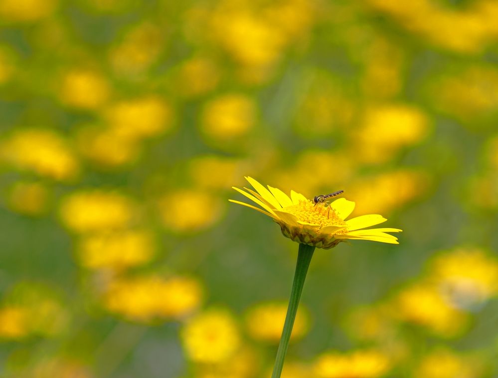 gelbe Blüten von UlliMi