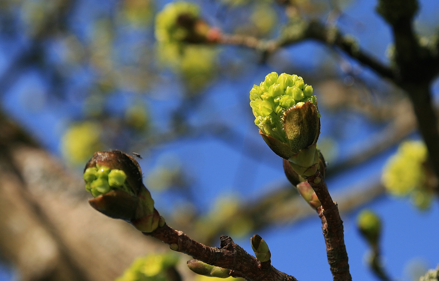 09432 Lindenblüte