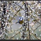 09:45 Uhr - 10:45 Uhr ist Action auf der Terrasse...