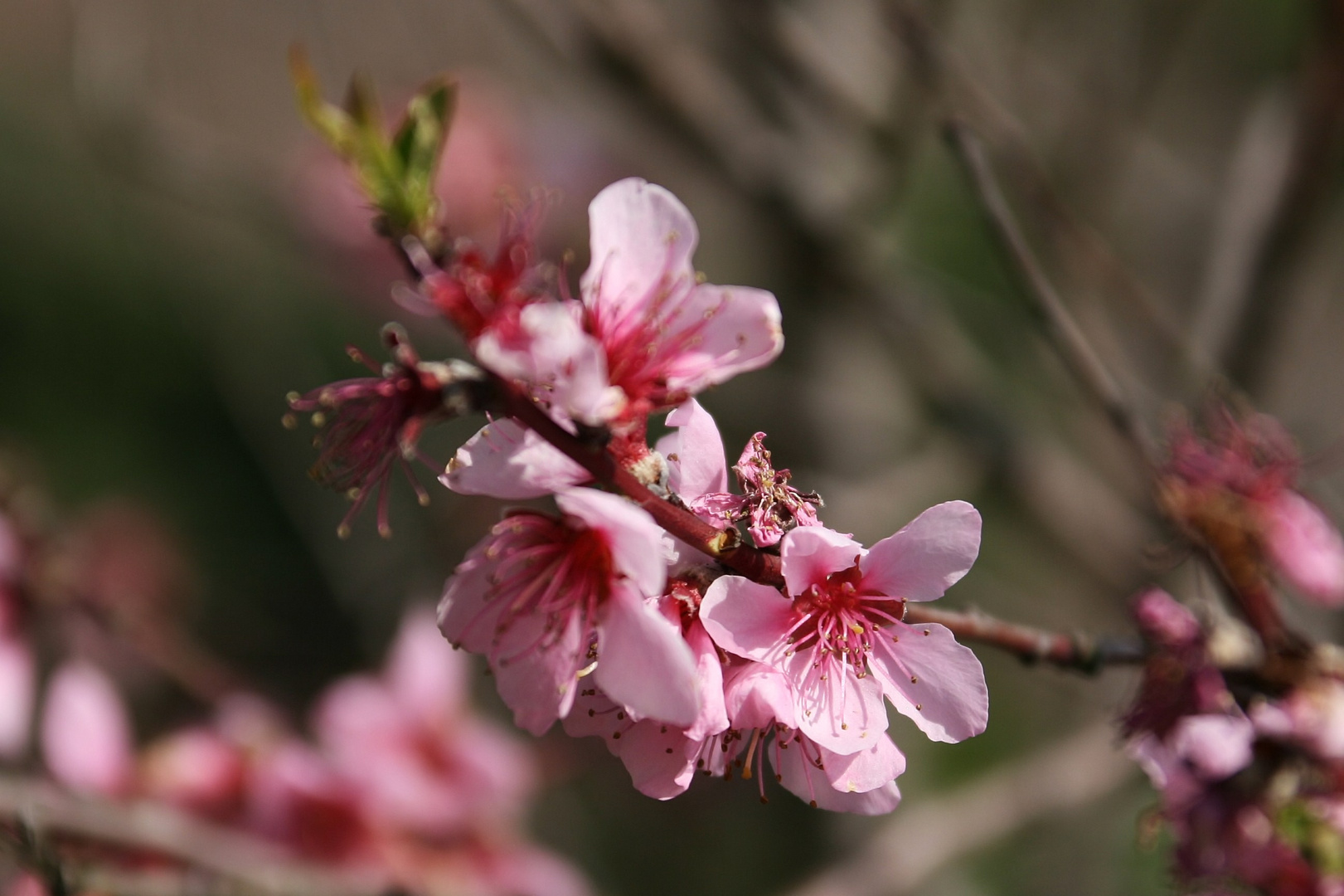 09450 Weinbergpfirsichblüte