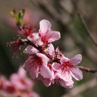 09450 Weinbergpfirsichblüte