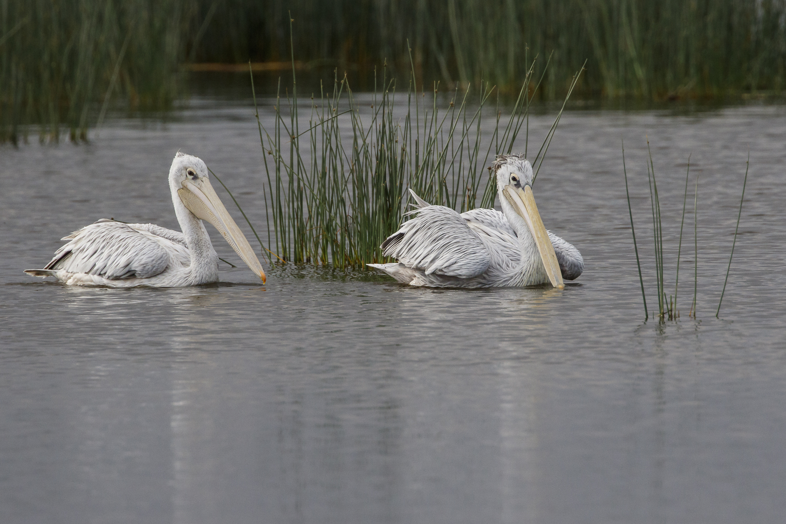 096 - 20160908 - Lake Nakuru - CS8A0836