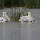 096 - 20160908 - Lake Nakuru - CS8A0836