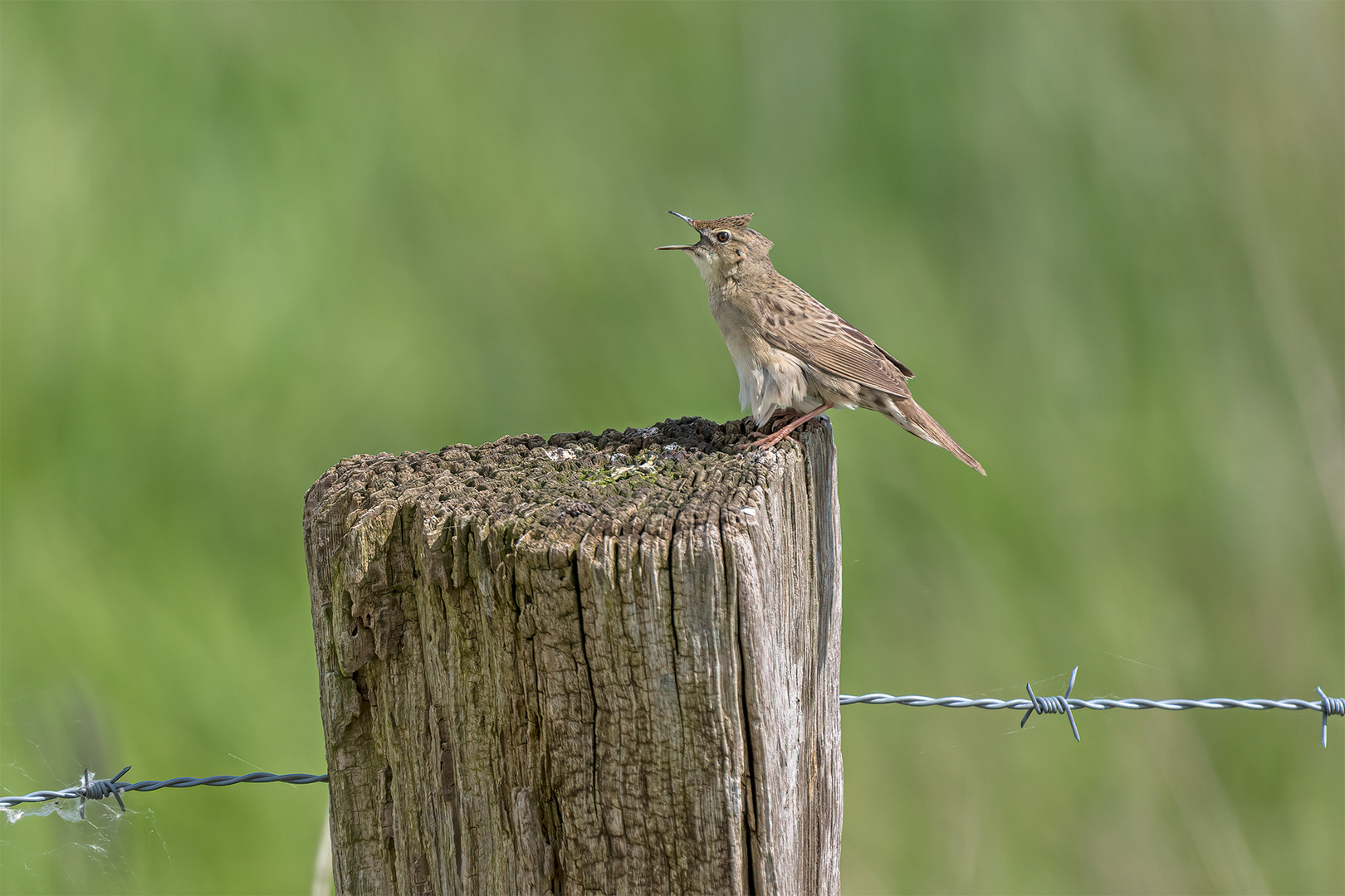 096_Winzlar / Steinhuder Meer