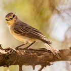 097-20190226 - Tansania-Tarangire Nationalpark - _U8A1705