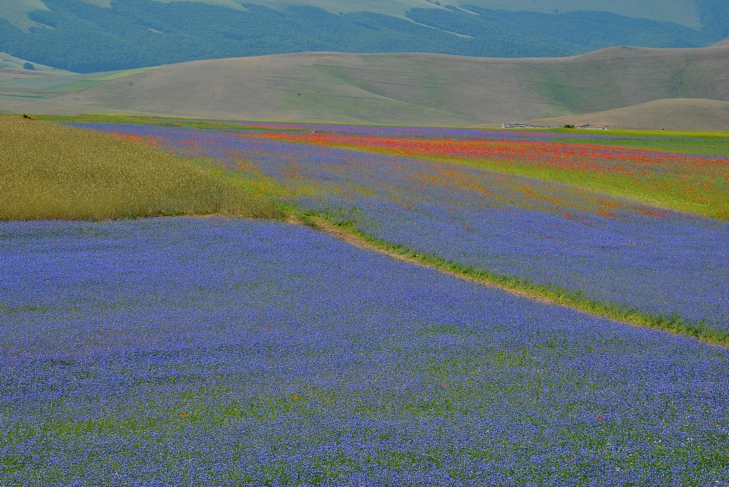 098 Castelluccio 2015