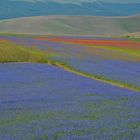 098 Castelluccio 2015