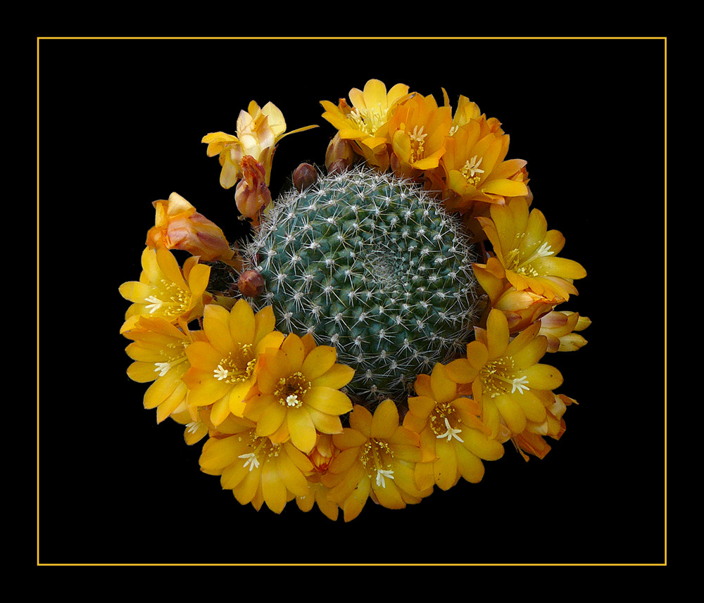 098 MAMMILLARIA FIORE GIALLO