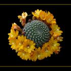 098 MAMMILLARIA FIORE GIALLO