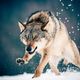 Wolf im Schnee