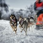 0997L Schlittenhunderennen Zommbewegung