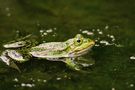 Frosch de ehlert.thomas