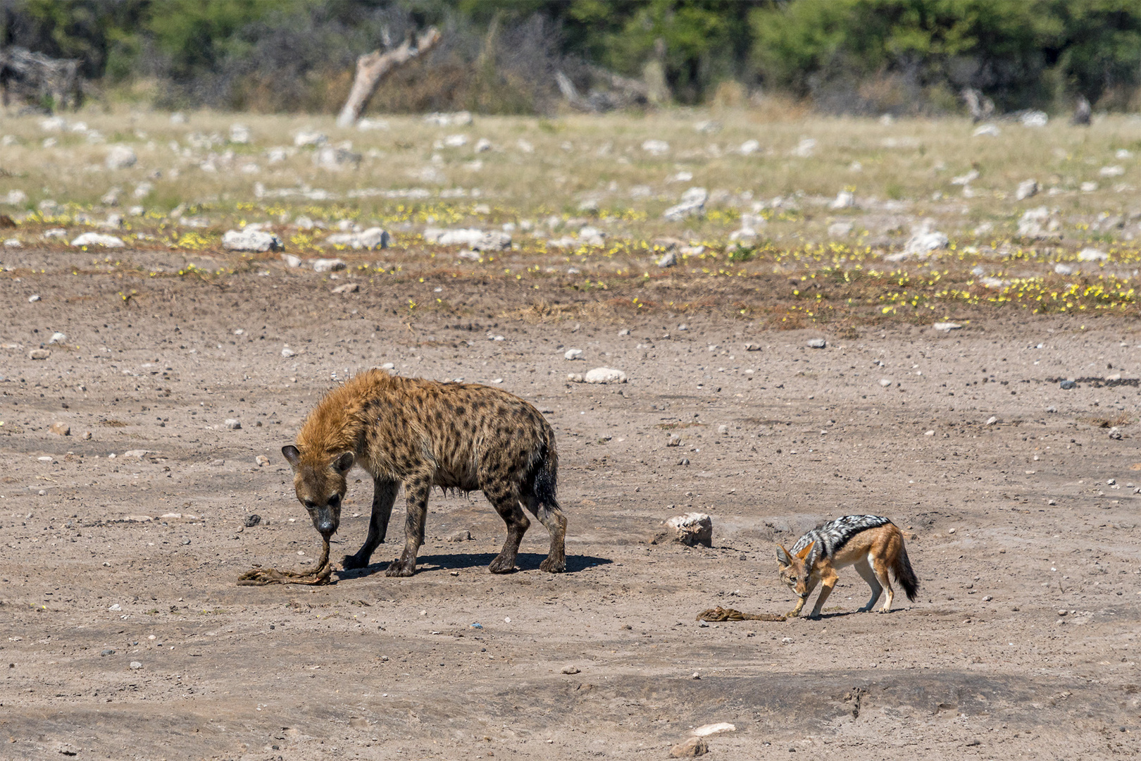 09_Erinnerung an Namibia April 2017