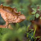 09_focusstack_1228-1239