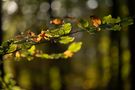 Die Farben und das Licht des Herbstes von Andreas Schattmann